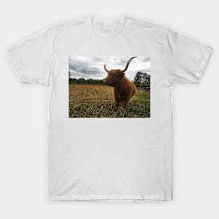 Scottish Highland Cattle Cow 2073 T-Shirt